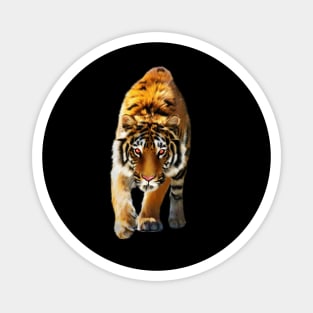 Tiger stalking, Love Tigers, Big Cat Magnet